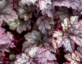 Гейхера Плам Пуддинг (Heuchera Plum Pudding) купить
