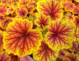 Гейхера Ред Лайтинг (Heuchera Red Lightning) купить