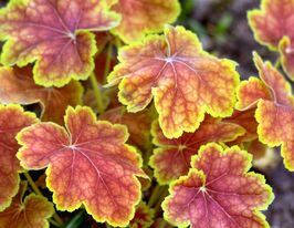 Гейхера Тирамису (Heuchera Tiramisu) купить