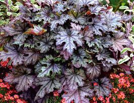 Гейхерелла Крейкед Айс (Heucherella Cracked Ice) купить