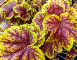 Гейхерелла Солар Эклипс (Heucherella Solar Eclipse) купить