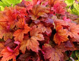Гейхерелла Свит Ти (Heucherella Sweet Tea) купить