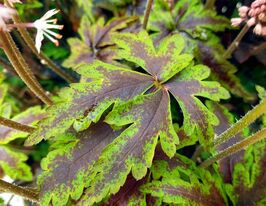 Тиарела Энджел Вингс (Tiarella Angel Wings) купить