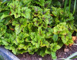 Тиарела Сансет Ридж (Tiarella Sunset Ridge) купить