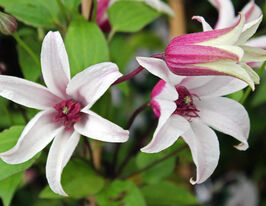 Клематіс Принцеса Кейт (Princess Kate) в горщикукупити