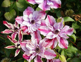 Клематис Супер Кют (Super Cute) в горшке купить