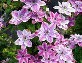 Клематіс Супер Кют (Super Cute) в горщикукупити