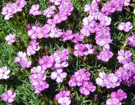 Гвоздика Вебианус (Dianthus Webianus) купить