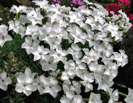 Гвоздика серовато-голубая Ла Боурболь Альба (Dianthus La Bourboule Alba) купить