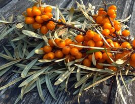 Облепиха Медовая купить