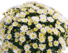 Хризантема Бломскі Вайт (Blomski White)купити