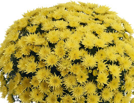 Хризантема Бломскі Єллоу (Blomski Yellow)купити