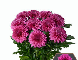 Хризантема Ламира (Lamira) купить