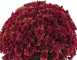 Хризантема Муга Мерлот (Muga Merlot)купити