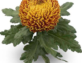 Хризантема Орландо Доре (Orlando Dore) купить