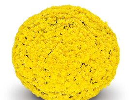 Хризантема Остерія Єллоу (Osteria Yellow)купити