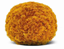 Хризантема Остерія Оранж (Osteria Orange)купити