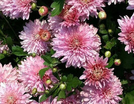 Хризантема Санкисс Пинк (Sunkiss pink) купить