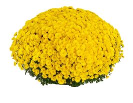 Хризантема Семіноле Єллоу (Seminole Yellow)купити