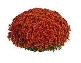 Хризантема Семіноле Оранж (Seminole Orange)купити