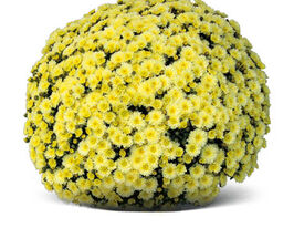 Хризантема Хонфлер Лемон (Honfleur Lemon)купити