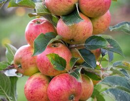 Яблуня Целестакупити