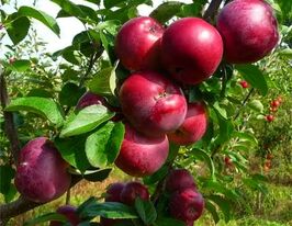 Яблуня Спартанкупити