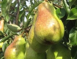 Груша Десертнакупити