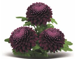 Хризантема Покер Пурпл (Poker Purple) купить