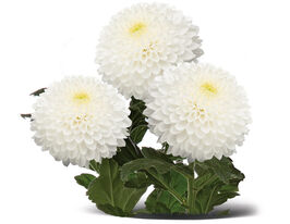 Хризантема Супербоул (Superbowl) купить