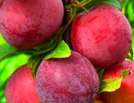 Слива Ред Хардкупити