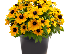 Рудбекія жорстколиста Таблеймет Голдкупити