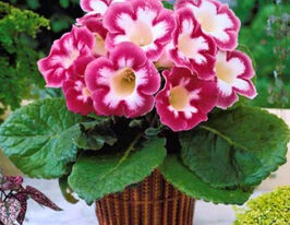 Бланш де Меру (Blanche de Meru) в горщикукупити