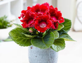 Дефіанс (Défiance) в горщикукупити