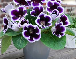 Кайзер Вільгельм (Kaiser Wilhelm) в горщикукупити