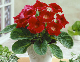 Коріна (Corina) в горщикукупити