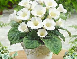 Монт Бланк (Mont Blanc) в горщикукупити