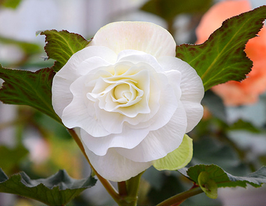 Бегония Махровая Белая (Double White) в горшке купить