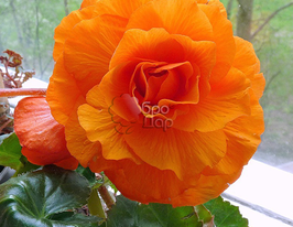 Бегония махровая оранжевая (Double Orange) в горшке купить