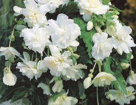 Бегония Пендула Каскад Белая (Pendula Cascade White) в горшке  купить