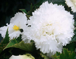 Бегония Фимбриата Белая (Fimbriata White) в горшке купить