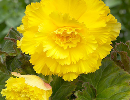 Бегония Фимбриата желтая (Fimbriata yellow) в горшке  купить