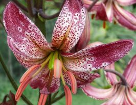 Лілія мартагон Альберта Монінг (Alberta Morning) в горщикукупити