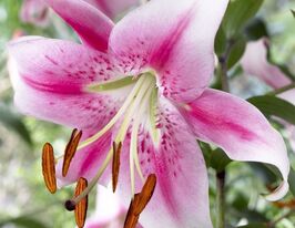 Лілія ОТ-гібрид Анастасія (Anastasia) в горщикукупити