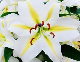 Лілія орієнтальна Баферрарі (Baferrari) в горщикукупити