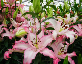 Лілія східна Бразилія (Brasilia) в горщикукупити