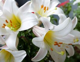 Лілія трубчаста Вайт Планет (White Planet) в горщикукупити