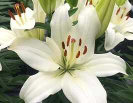 Лілія азіатська Гвен (Gwen) в горщикукупити