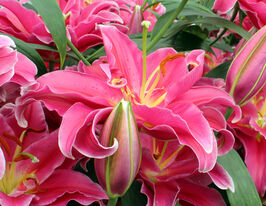 Лілія махрова Гранд Амур (Grand Amour) в горщикукупити