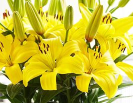 Лілія азіатська Ілзе (Iise) в горщикукупити